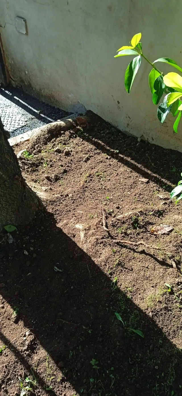 Terreno ricollocato nell’aiuola dopo l’intervento